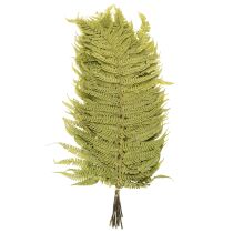 Artikel Tørret og konserveret bregne. Perfekt til naturlig boligdekoration. 80 cm