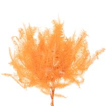 Artikel Bregnegren, konserveret bregne, tørret dekoration til arrangementer, 60 cm, 10 stk.