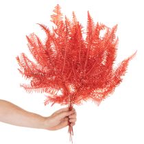 Artikel Bregner, konserverede tørrede blomster, efterårsdekoration, 60 cm, 10 stk.
