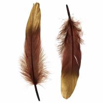 Fjer bordeaux, guld 18-23cm 24stk