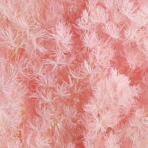 Artikel Fjer asparges Tør dekoration Asparges Pink 55-70cm 100g