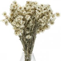 Mini Halmblomst Hvid Tørret Blomst Deco Klippeblomst H20cm 15g