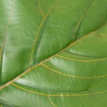 Artikel Kunstig Ficus lyrata 120 cm dekorativ til stuen
