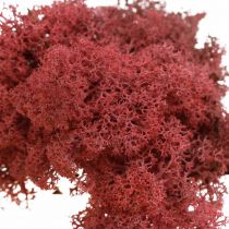 Dekorativ mos Rød Bordeaux Rensdyrmos til kunsthåndværk 400g