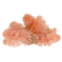 Artikel Dekorativ mos Island mos pink 400g