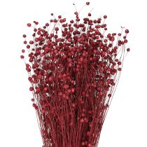 Artikel Hør Bordeaux Rød Tørrede Dekorationsblomster L55cm 80g