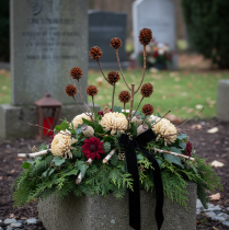 Artikel Glabrum Leucospermum tørrede blomster 25-40 cm 25 stk