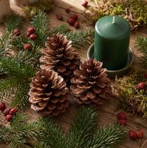 Artikel Kogler (Pinus maritima), maritime kogler, dekorative, 12-13 cm, 3 stk.