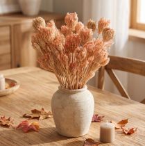 Artikel Tørrede blomster dekoration fennikel laks L50cm Ø4-5cm 100g