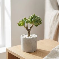 Artikel Sukkulent Echeveria kunstig Grøn H15cm
