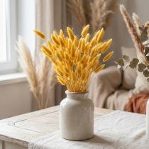 Artikel Lagurus Gul, Fløjlsgræs, Kaninhalegræs L20-50cm 25g