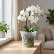 Artikel Plastpotte “Irys” gennemsigtig Ø17cm 1 stk