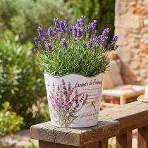 Artikel Plantekasse plast urtepotte sommer lavendel Ø16,5cm H13,5cm