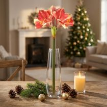 Artikel Kunstig Amaryllis Pink og Creme – Stor Stængel Blomst 76cm