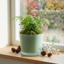 Artikel Glasurtepotte grøn plantekasse glasbalje Ø14,5cm H12,5cm