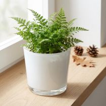 Artikel Glas plantekasse hvid Ø11,5cm H11cm