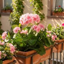 Artikel Geranium kunstig blomst Pink geranium busk kunstig 7 blomster H38cm