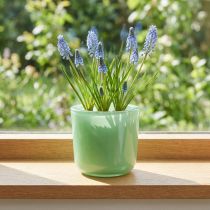 Artikel Glasspotte Ø7,8 cm H8cm myntgrøn