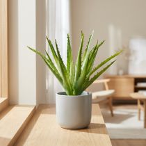 Artikel Aloe Vera kunstig Grøn 26cm