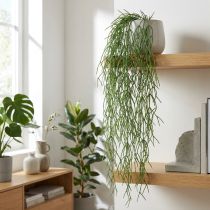 Artikel Dekorative ranker, koralkaktus, kunstig Rhipsalis bøjle Grøn L120cm