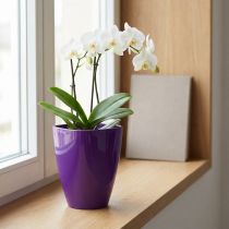 Artikel Orkidépotte, blank, Ø12,5 cm, violet