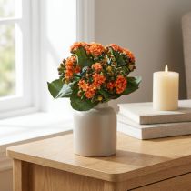 Artikel Flaming Käthchen Kalanchoe kunstig orange 24cm