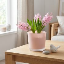 Artikel Urtepotte glas plantekasse pink glasbalje Ø11,5cm H11cm