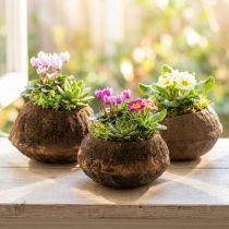 Artikel Paradise Nut Plantepotte Naturlig Sapucaia Ø14cm H10cm 3 stk