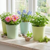 Artikel Papirpotte, cachepot, plantekasse blå/grøn Ø11cm H10cm 4stk