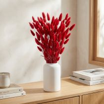 Artikel Kaninhalegræs (Lagurus) Tørret Rød 60 cm 50 g Tørret Blomsterdekoration