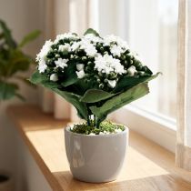 Artikel Kunstig Kalanchoe Flaming Käthchen Hvid 24cm