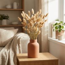 Artikel Lagurus ovatus Tørrede blomster Fontænegræs Fløjlsgræs Dekorativ Lysebrun 20-50cm 25g