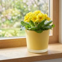 Artikel Glasurtepotte gul plantekasse glasbalje Ø10cm H8,5cm