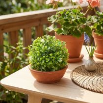 Artikel Mini buksbom kugle med blomster box kugle grøn Ø10cm