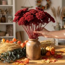 Artikel Achillea 1 kg vinrød