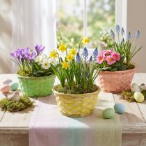Artikel Planteskål rund Ø20cm assorterede farver. 8 stk