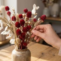 Artikel Globe amaranth Gomphrena Globosa i mørkerød L45cm 100g