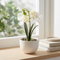 Artikel Mini orkideer kunstige hvide orkideer i potte 15cm