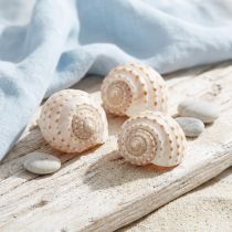 Artikel Muslingetonna Tessalata 7 stk