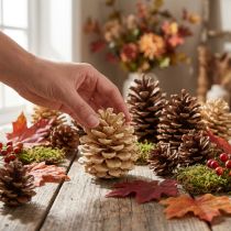 Artikel Kogler Pinus Pinea kogler creme blandet 5-18cm 25 stk