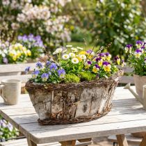 Artikel Planteskål oval jardiniere birkebark vinstokke 36x13x12cm