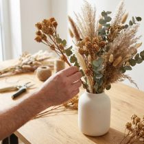 Artikel Salignum gren lyse leucadendron blomster på grenen 25 stk