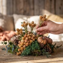 Artikel Salignum lys 4-6 blomster på Leucadendron grenen 100 stk