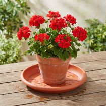 Artikel Coaster “Linda” Ø33cm terracotta