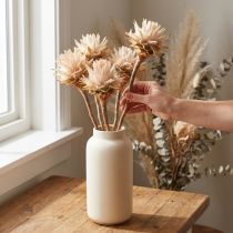 Artikel Leucospermum Plumosum Silver Tree Blossoms Light 25 stk