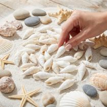 Artikel Deco snegle hvide, havsnegl naturlig dekoration 2-5cm 1kg