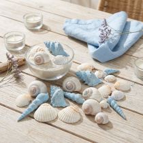 Artikel Skaldekoration sneglehuse blå natur 3–5 cm 150 g