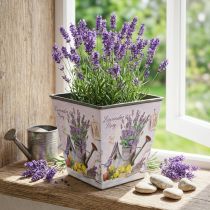 Artikel Plantekrukke lavendel motiv, firkantet dekorativ potte, plast cachepot H13cm B13,5cm