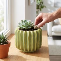 Artikel Kaktusblomsterpotte, ideel skål til eksotiske boligtilbehør, 16 cm