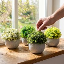 Artikel Kunstige planter Kunstig buksbom 12,5cm×Ø12cm 4stk